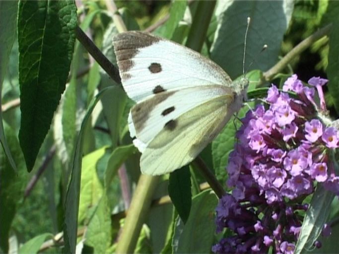 Großer Kohlweißling ( Pieris brassicae ), Weibchen, auf Sommerflieder : Moers, in unserem Garten, 13.08.2005